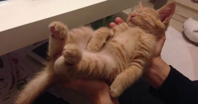 A Cat Sleeping On The Owner’s Palms – So Adorable!