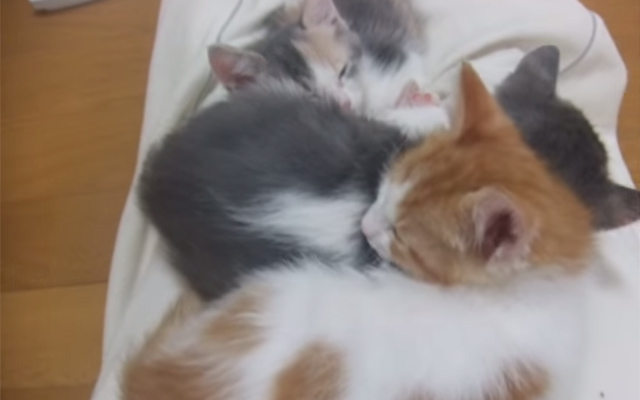 Oooh… Would You Look At That. Three Kittens Sleeping Peacefully. But When You Move One… Surprise!