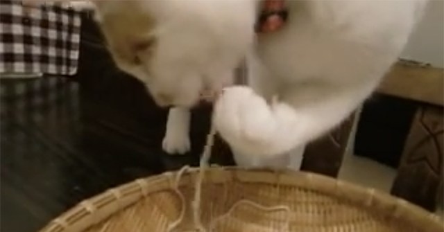 This Cat Can’t Stop Eating Noodles – Great Paw Skills!