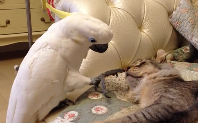 Talk About Patience And Effort! Watch The Way This Parrot Worked For 3 Years To Get Close To A Cat