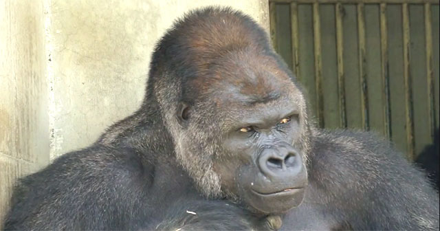 Who’s the Daddy? The Facial Expression Of This Gorilla Is So ‘Dandy’ He’s Becoming A Star!