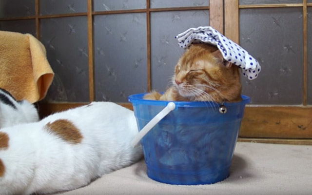 [VIDEO] This Cat Seems To Be Enjoying Himself In A Little Bucket… Nothing Happens In This Video But I Can Watch This All Day