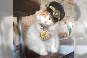 Japanese Trainstation Gets New Cat Stationmaster! Nitama The Cat Appointed As New Feline Officer!