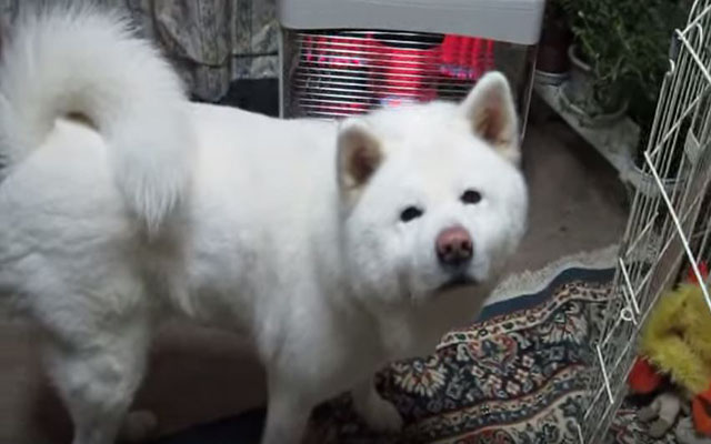 Have You Ever Seen An Akita Dog?  You’ll Want To See This Funny Video Series Of A Big Fluffy Dog And His Owner!