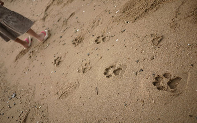 Cat And Monkey Footprints On The Beach…Find Out What IS Making These Cute Imprints!