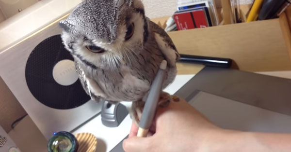 [VIDEO] The Owl That Sticks Around Like It’s A Part Of The Pen. It’s Soothing But A Little Tiring