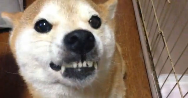 [VIDEO] He Looks Mad, But He’s Actually Thrilled! This Shiba Inu Has His Expressions All Backwards