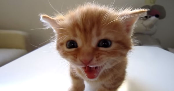 The Cutest Kitten Was Scolded! The Cat Comes Close When It Is Played