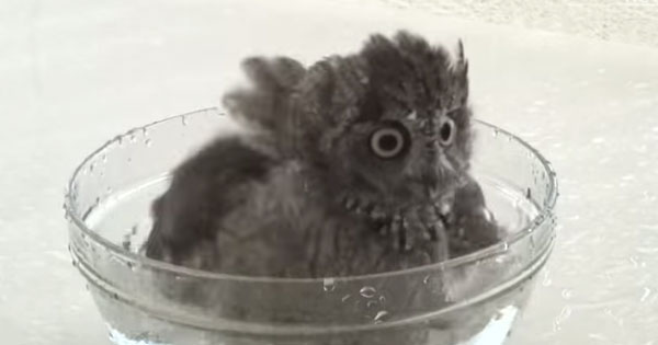 Reminds You Of Totoro? This Little Owl’s Bath And Drying Leave It So Fluffy!