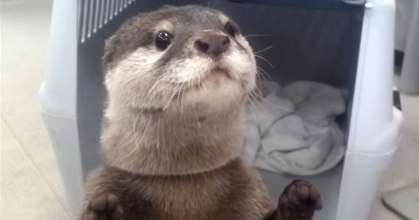 “I’ll Get It For You” An Otter That Brings A Drink From A Vending Machine Is Super Cute