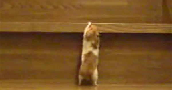 [VIDEO] This Hamster Is Trying To Climb Stairs, Can He Make It To The Top?