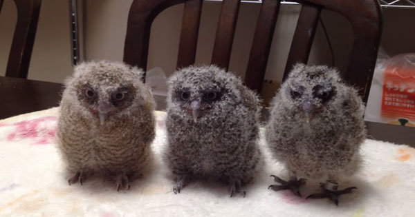 These Three Baby Owls Are Cute As They Are, But Watch When They Start Moving!