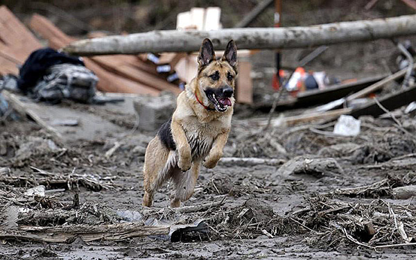 “Disaster Rescue Dogs” — Covered In Mud And Continuing Rescue Activities In Hiroshima Despite Injuries (14 Photos)