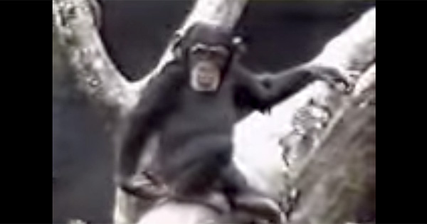 Ever Wondered What Your Behind Might Smell Like? Well, This Chimpanzee Found Out!