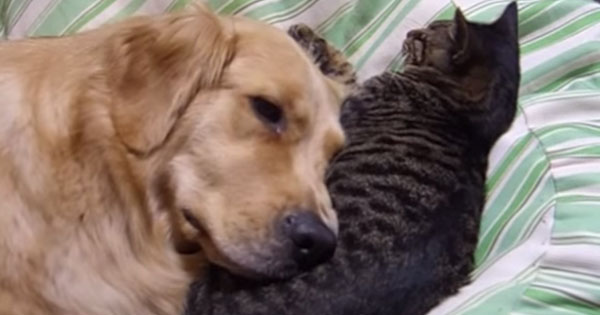 A Golden Retriever Sleeps, Using A Cute Cat As A Pillow… Such Great Friends!