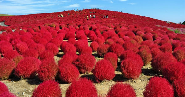 This Seaside Park’s “Kochia” Colors The Entire Field Red – Stunning View!