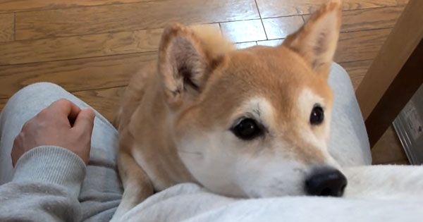 The Way This Shiba Begs For Attention Is Way Too Cute!