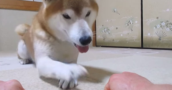 “Which One Has Snack In It?” – Yep, You CAN Fool This Shiba LOL