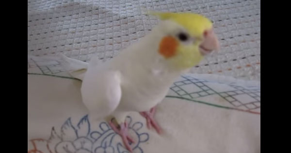 [VIDEO] OMG This Diva Parrot Sings A Famous Totoro Number!