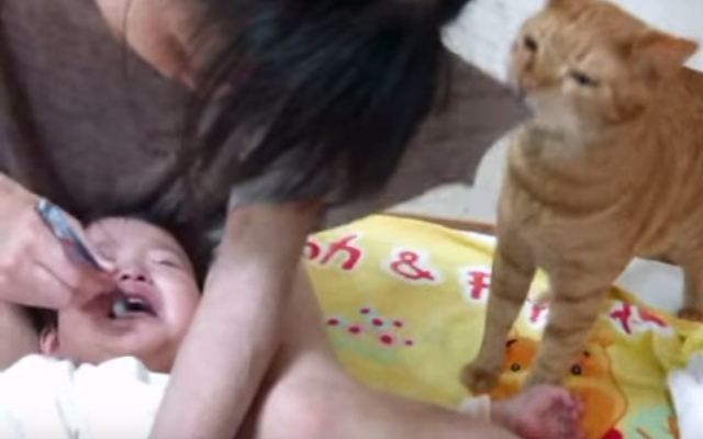 [VIDEO] “Leave Him Alone!” Kitty Tries To Save Boy From His Mother’s Tooth-Brushing