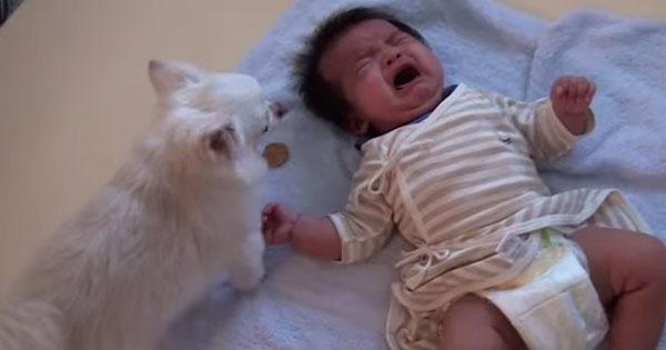 A Cuddly Chihuahua Who Gives His Own Snack To Baby. What A Kind Brother!