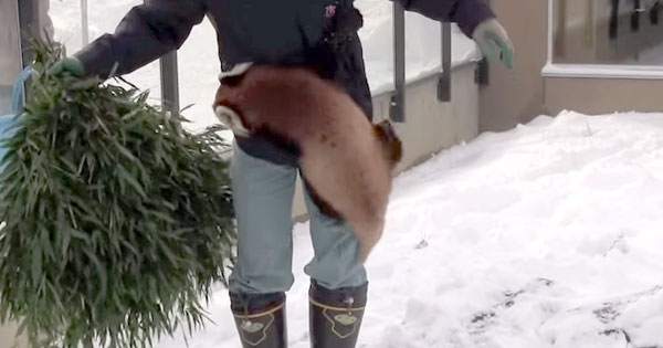 This Little Red Panda Loves His Caretaker A Little Too Much. What A Baby!