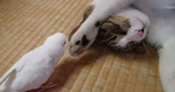 A Cute Duel: Sleepy Cat Vs. Playful Parrot
