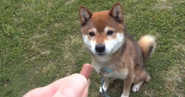 A Nice Shiba Inu Puppy Suddenly Goes For It After 25 Seconds!