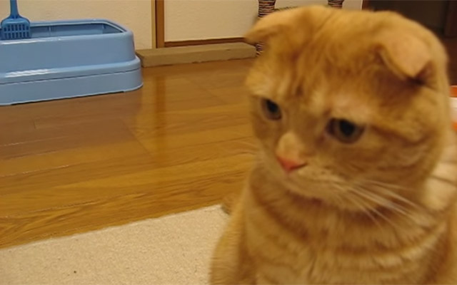 [VIDEO] This Cat Freaks Out When Meeting A New Member Of The Family – CUTE!