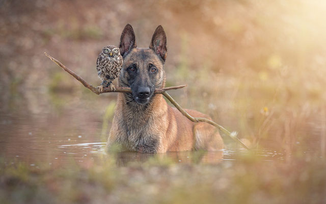An Unlikely Yet Beautiful Bond Between A Dog And An Owl