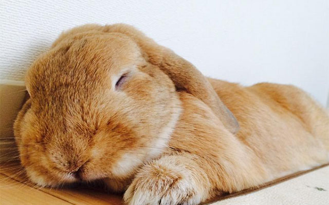 A Cute Photo Of This Rabbit Was Shot In Perfect Timing, Creating Instant Fans Online – Cute!!