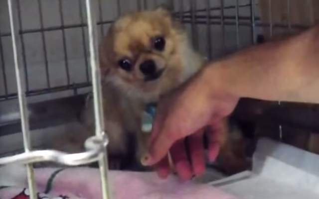 [VIDEO] An Abandoned And Frightened Dog Keeps On Biting, But This Volunteer Keeps On Trying