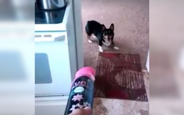 This Dog Runs Away From Everything–Even Mayonnaise?