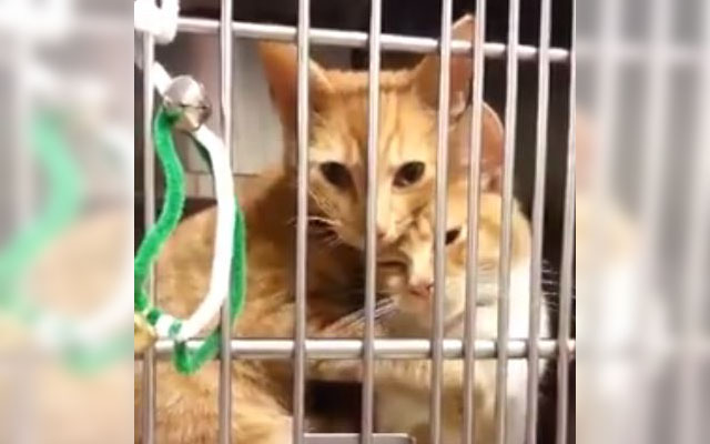 Kitten Sisters Don’t Want To Be Separated In Adoption–Watch How They Cope With The Situation.