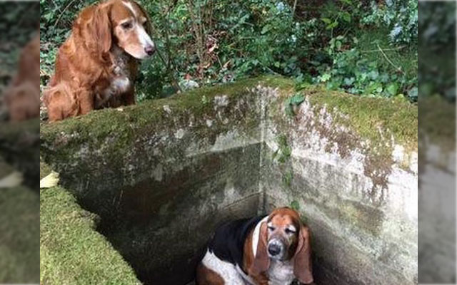 Faithful Dog Watches Over Trapped Friend For Entire Week Waiting For Help