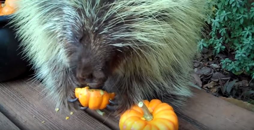 This Porcupine is Getting In The Halloween Spirit–I Had No Idea They Sounded Like This!