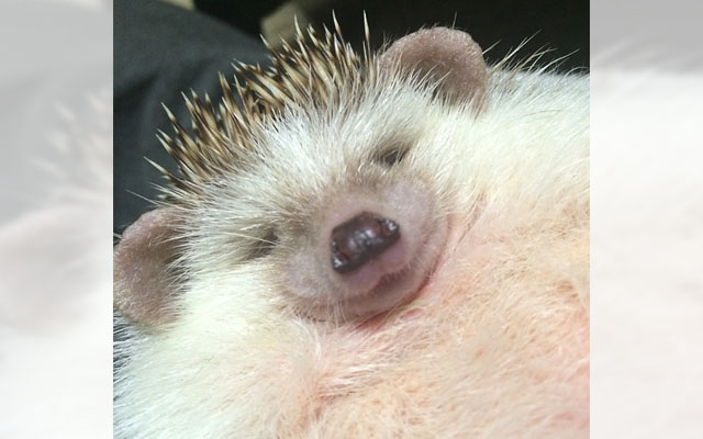 This Hedgehog Getting A Belly Rub Will Make You Feel Like You’re Getting One Too