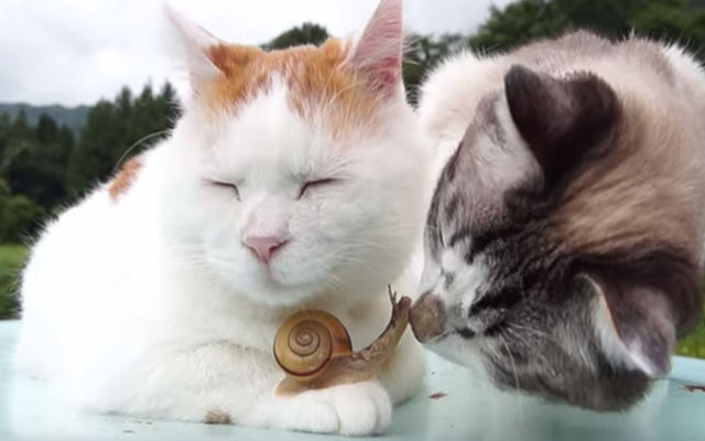 Japanese Cats Play With Snail:  The Result Is Unexpectedly Cute!