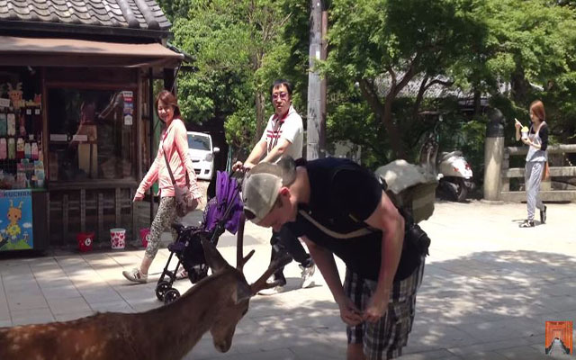 Even Deers In Japan Are Polite!  This Cute Bambi Has Bowing Technique Down