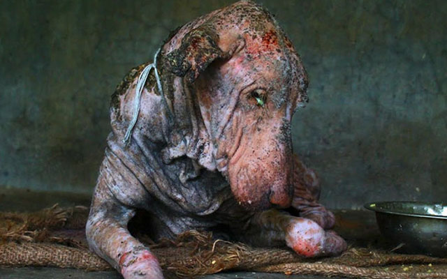 One Dog’s Incredible Transformation Two Months After Being On The Verge Of Death