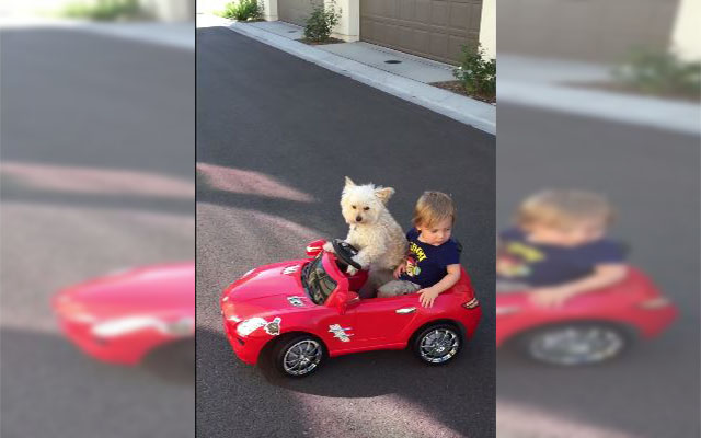 Cute Dog Takes His Toddler Friend For A Drive–Clear The Road For These Adorable Speedsters