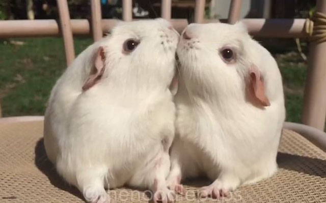 These Two Guinea Pigs Ended Up Kissing, But They Were Battling Just Moments Before