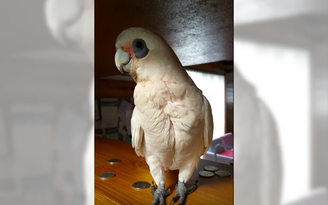 This Bird Is Upset, So He Decides To Drive His Owner Insane