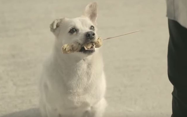 This Heartwarming Commercial Shows Us How A Dog Never Forgets An Act Of Kindness!