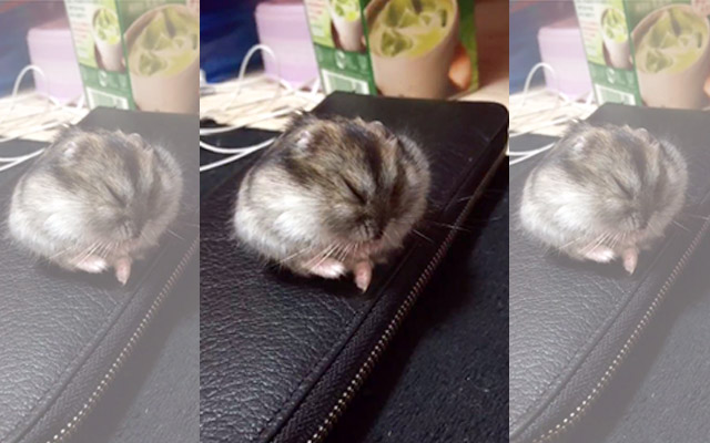 Fate Of This Dozing Hamster… “Awwww” Overload!