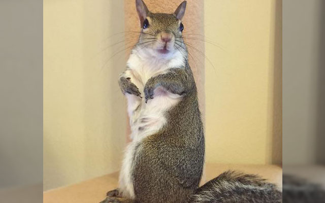 Adorable Squirrel Rescued During A Hurricane Becomes The Star Of The Household