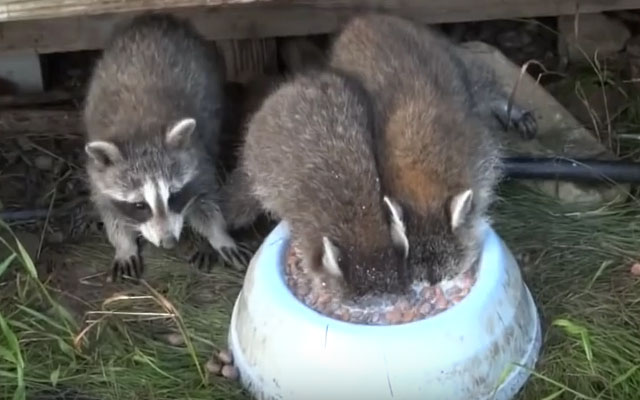 Got Milk? These Raccoons Will Hold Their Breath For As Long As They Can To Get A Sip