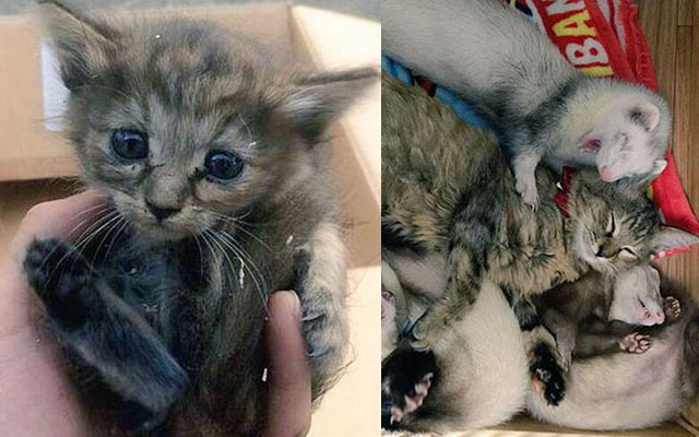 From Little Sister To Mother:  Abandoned Japanese Kitten Raised By A Ferret Family Is Too Cute!