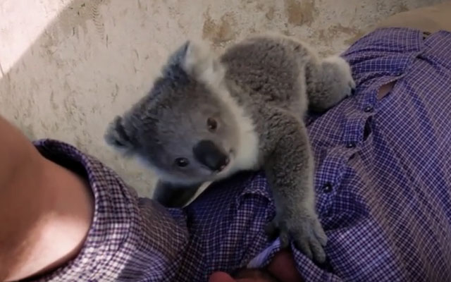 This Adorable Baby Koala Wants To Cuddle, And She Will Melt Your Heart!