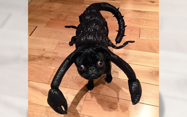 13 Dogs That Totally Have This Whole Halloween Thing Down